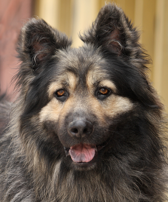 Keeshond german shepherd store mix